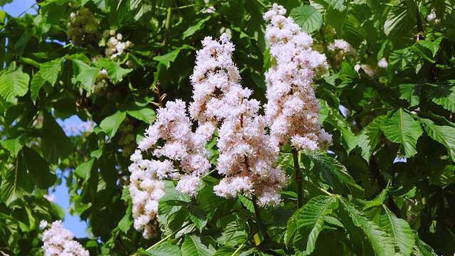 盛开的百合花，库肯霍夫花园/ Lisse，南荷兰，荷兰视频素材