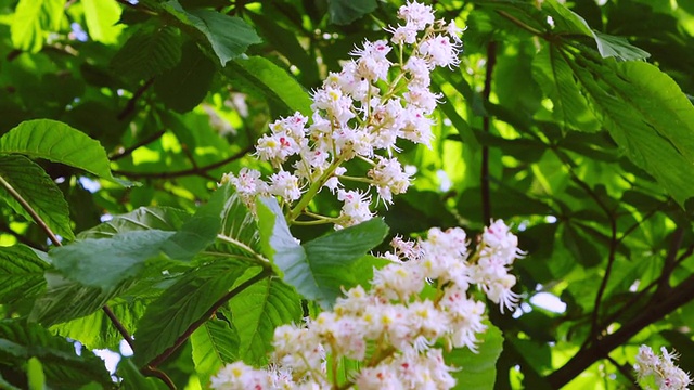 盛开的百合花，库肯霍夫花园/ Lisse，南荷兰，荷兰视频素材