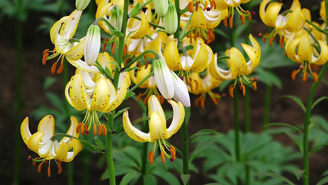 黄色百合花，库肯霍夫花园/ Lisse，南荷兰，荷兰视频素材