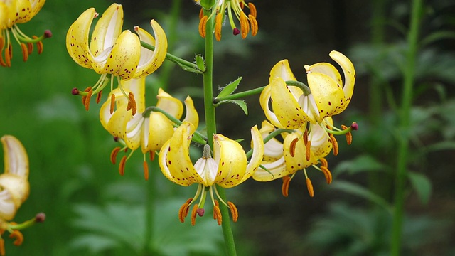 黄色百合花，库肯霍夫花园/ Lisse，南荷兰，荷兰视频素材