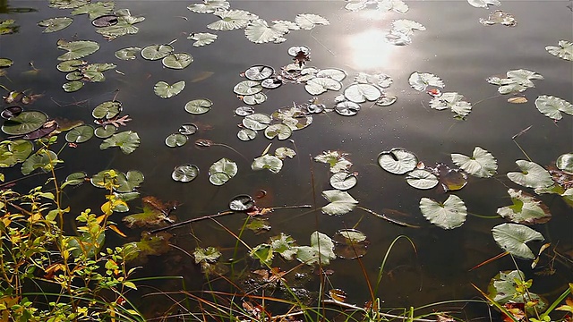 MS Shot of Pond with睡莲叶子与反射太阳在县边/波特县，印第安纳州，美国视频素材