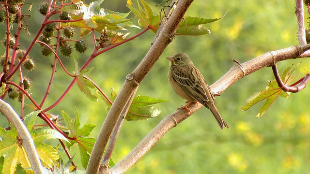 MS Shot of圃鹀(Emberiza hortulana)站在特拉维夫的树枝上/ Dan Metropolitan,Gush Dan，以色列视频素材