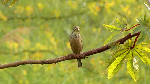 MS Shot of圃鹀(Emberiza hortulana)站在特拉维夫的树枝上/ Dan Metropolitan,Gush Dan，以色列视频素材