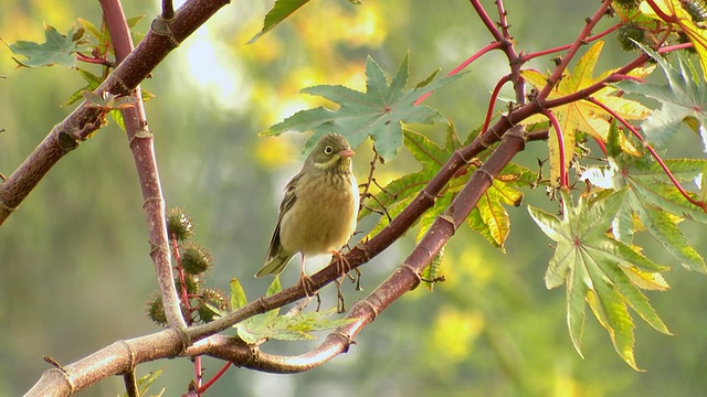 MS拍摄的雌花圃鹀(Emberiza hortulana)站在特拉维夫的树枝上视频素材