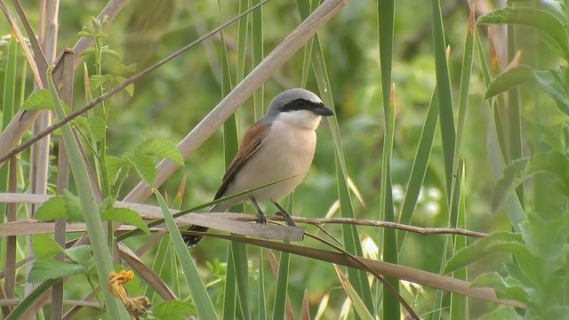 红背伯劳鸟(Lanius collurio)站在特拉维夫的树枝上视频素材