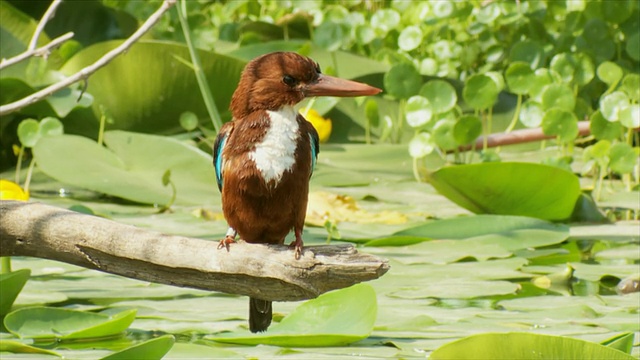 CU SLO MO拍摄白喉翠鸟(Halcyon smyrnensis)栖息在树枝上并飞走/特拉维夫，丹大都会，古什丹，以色列视频素材