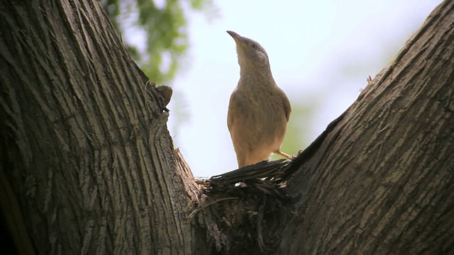 阿拉伯babbler (Turdoides squamiceps)站在刺槐树上的镜头/ Sde Boker，内盖夫沙漠，以色列视频素材