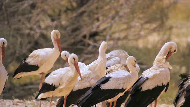 MS拍摄白鹳(Ciconia Ciconia)在沙漠中休息，迁徙/尼扎纳，内盖夫沙漠，以色列视频素材