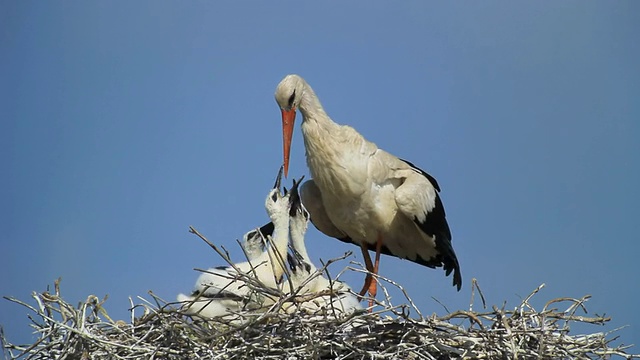 图为多瑙河三角洲图尔恰鸟巢上白鹳(Ciconia Ciconia)给雏鸟喂食和浇水视频素材