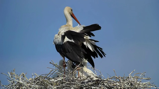 图为罗马尼亚多瑙河三角洲图尔恰的巢上白鹳(Ciconia Ciconia)和雏鸟梳理羽毛视频素材