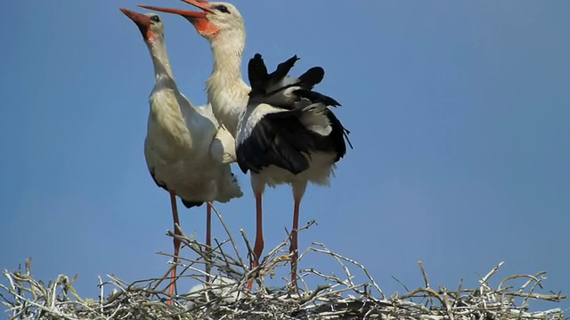 图为一对白鹳(Ciconia Ciconia)与雏鸟在罗马尼亚多瑙河三角洲图尔恰的巢中进行求偶表演视频素材