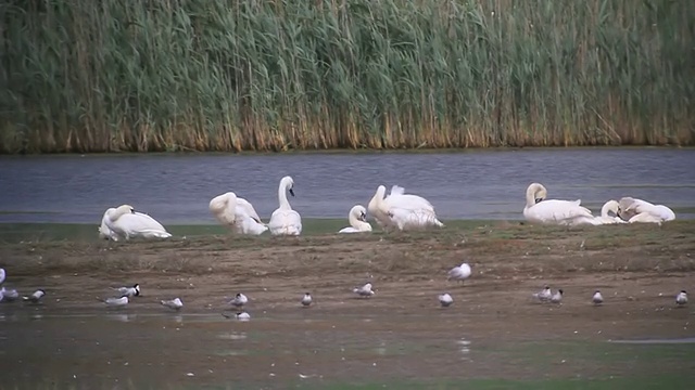 疣鼻天鹅(CYGNUS OLOR)与普通燕鸥在湖边梳理羽毛/ Tulcea，多瑙河三角洲，罗马尼亚视频素材