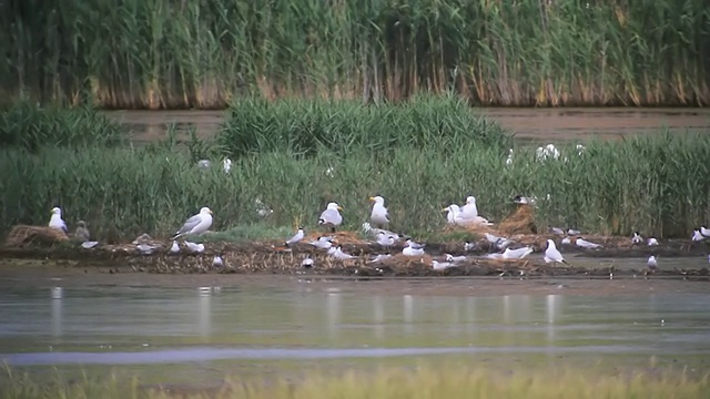 黄腿鸥(Larus michahellis)，地中海鸥，常见燕鸥筑巢群/ Tulcea，多瑙河三角洲，罗马尼亚视频素材