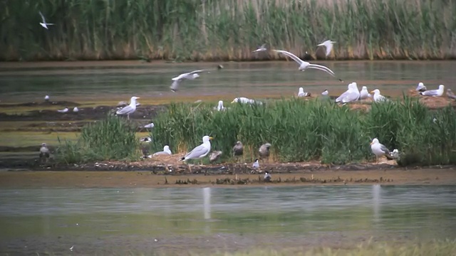 黄腿鸥(Larus michahellis)，地中海鸥，常见燕鸥筑巢群/图尔西亚，多瑙河三角洲，罗马尼亚视频素材