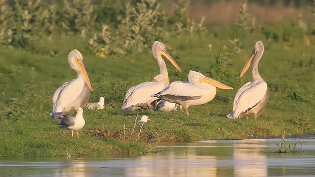 多瑙河三角洲湿地上达尔马提亚鹈鹕(Pelecanus crispus)梳理羽毛的照片，夕阳的温暖色彩/多瑙河三角洲图尔恰，罗马尼亚视频素材