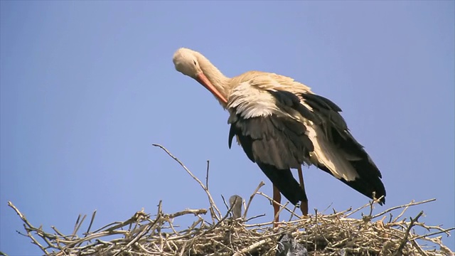 图为白鹳(Ciconia Ciconia)站在巢上和雏鸟梳理毛发。图尔恰，多瑙河三角洲，罗马尼亚视频素材