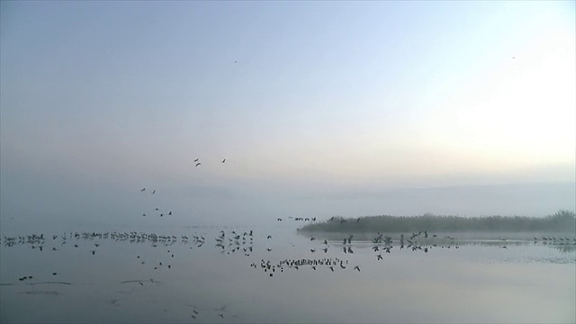 在清晨的阳光下，欧洲鹤站在水中起飞/草裙舞谷，以色列加利利视频素材