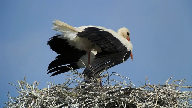 在罗马尼亚多瑙河三角洲图尔恰筑巢的白鹳(Ciconia Ciconia)和雏鸟视频素材