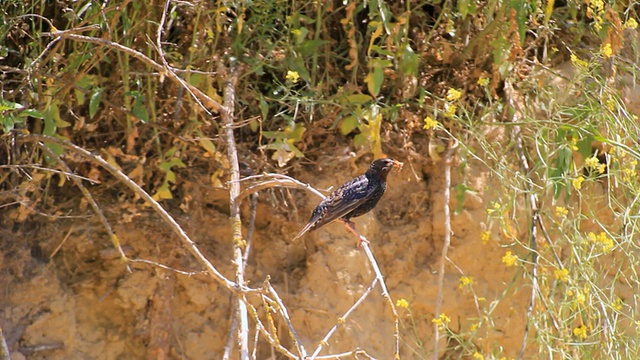 多瑙河三角洲图尔恰，晴朗的一天，普通椋鸟(Sturnus vulgaris)站在树枝上拍摄视频素材