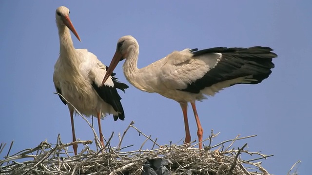 图为一对白鹳(Ciconia Ciconia)站在巢中进行求偶展示/罗马尼亚多瑙河三角洲阿尔萨的里比维尔/图尔恰视频素材