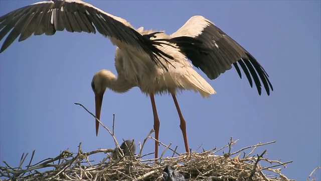 MS拍摄白鹳(Ciconia Ciconia)和雏鸟的巢/图尔恰，多瑙河三角洲，罗马尼亚视频素材