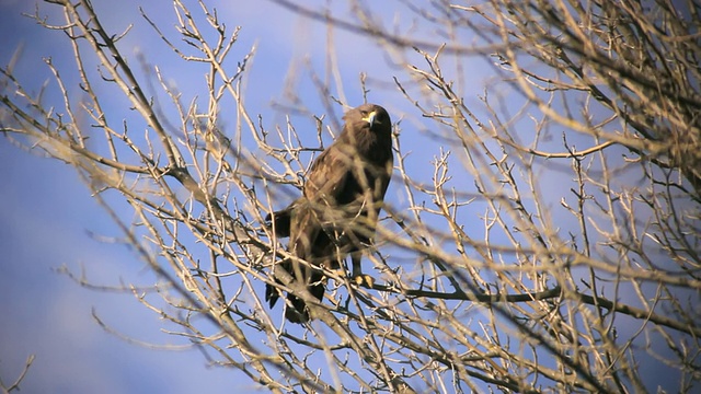 大斑鹰(Aquila clanga)栖息在树枝上/草裙舞谷，以色列加利利视频素材