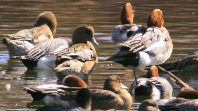 MS拍摄的wigeons (Anas penelope)站在浅水/草裙舞谷，以色列加利利视频素材