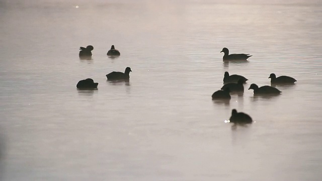 欧亚白骨顶鸟(Fulica atra)在雾蒙蒙的晨光中游泳/草裙舞谷，以色列加利利视频素材