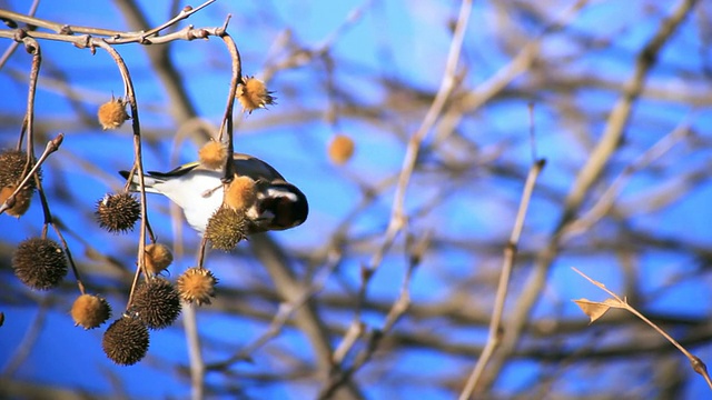 MS拍摄金翅雀(Carduelis Carduelis)在吃东方平面(Platanus orientalis)种子/草裙谷，加利利，以色列视频素材