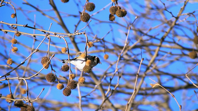 图为金翅雀(Carduelis Carduelis)吃东方平面(Platanus orientalis)种子/草裙谷，加利利，以色列视频素材