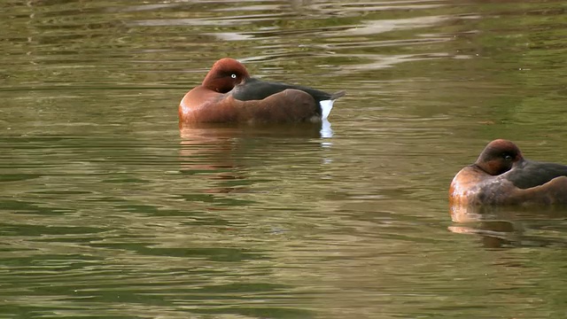 Ferruginous duck (Aythya nyroca)在水里游泳/耶路撒冷，犹太，以色列视频素材