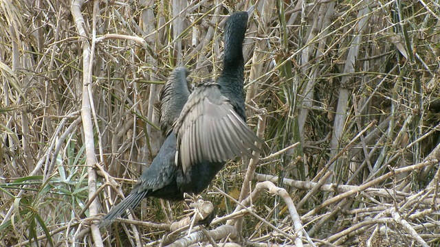 大鸬鹚(Phalacrocorax carbo)正在晾晒翅膀/耶路撒冷，犹太，以色列视频素材