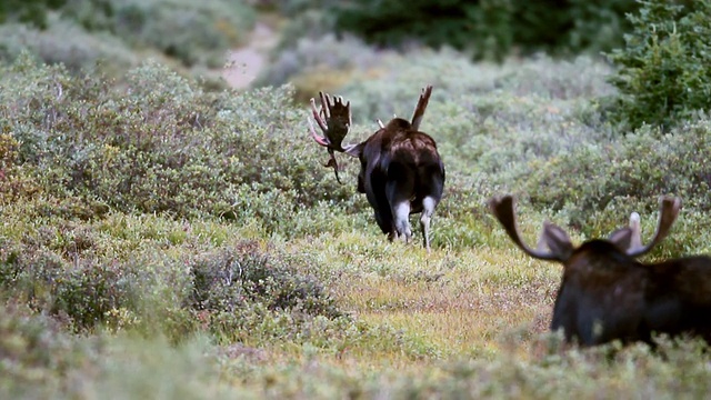 激动的巨大公驼鹿(Alces Alces)拍打着willo，试图从鹿角上取下天鹅绒/沃德，科罗拉多州，美国视频素材