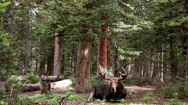 上午，美国科罗拉多州的沃德，大型公驼鹿(Alces Alces)在小径上休息和伸展视频素材