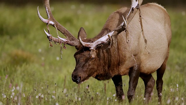 MS Shot of TS PL bull elk (Cervus canadensis)失去了他的天鹅绒，因为它吹Shot of in the wind / Grand Lake，科罗拉多州，美国视频素材