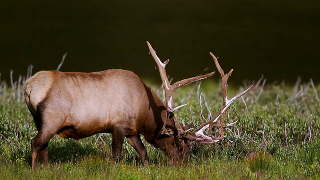 MS Shot of bull elk (Cervus canadensis)失去了他的天鹅绒和放牧/ Grand Lake，科罗拉多州，美国视频素材