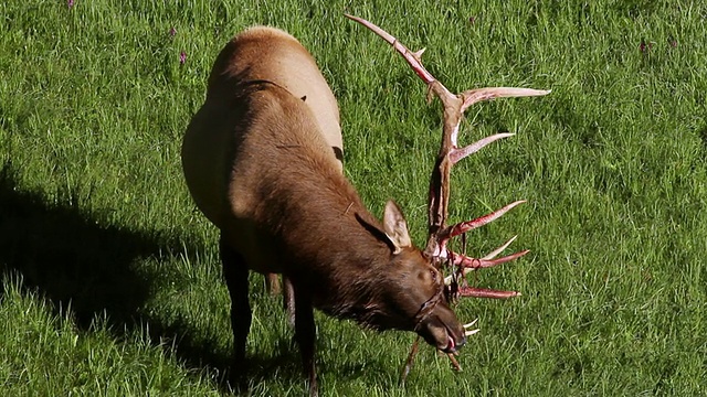 MS Shot of bull elk (Cervus canadensis)失去了他的天鹅绒/ Grand Lake，科罗拉多州，美国视频素材