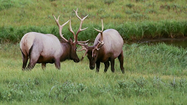 美国科罗拉多州格兰德湖，PL PR 2大型公麋鹿(Cervus canadensis)战斗的车辙开始视频素材