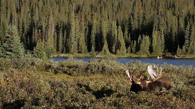 在美国科罗拉多州的沃德湖附近，在晨光中，巨大的公驼鹿(Alces Alces)在wilo吃草，鹿角闪烁视频素材