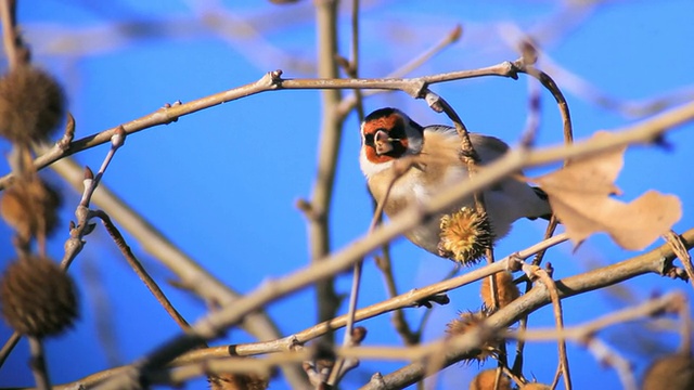 CU拍摄金翅雀(Carduelis Carduelis)在吃东方平面(Platanus orientalis)种子/草裙谷地，加利利，以色列视频素材