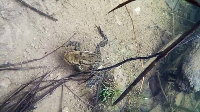 青蛙在水下游泳视频下载