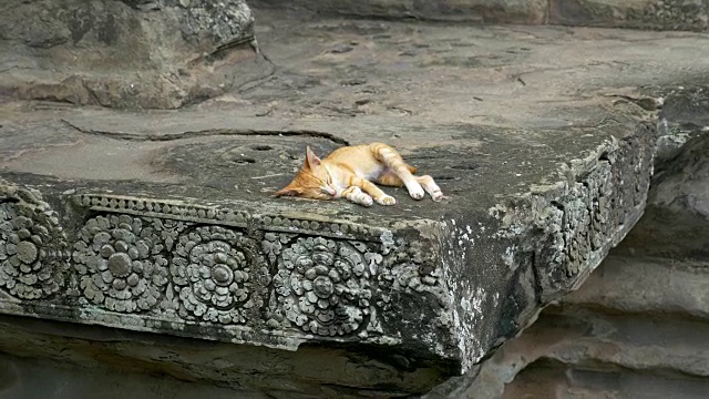睡猫在吴哥窟寺庙视频素材