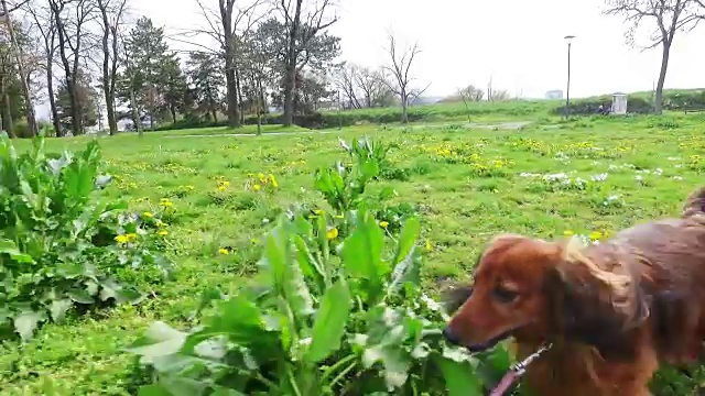 公园里的长毛腊肠犬。视频素材