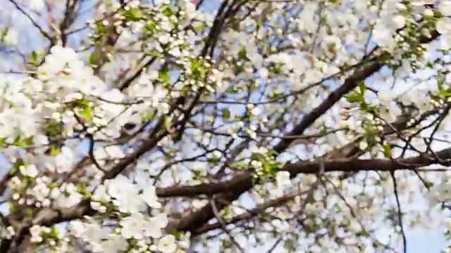 樱花在春天开花视频素材