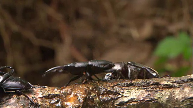 犀牛甲虫抓住并攻击牡鹿甲虫视频素材