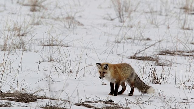 黄昏时分，一只红狐(Vulpes Vulpes)在雪地里捕猎/扑向地松鼠视频素材