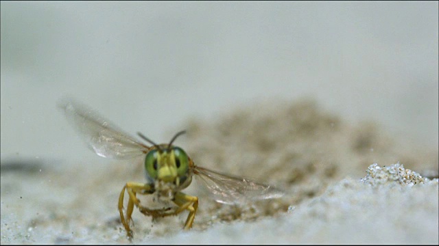 沙黄蜂(Bembix niponica)从沙子上起飞视频素材