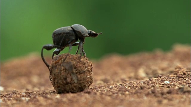 带粪球的蜣螂(Sisyphus Schaefferi，濒危物种之一)视频素材