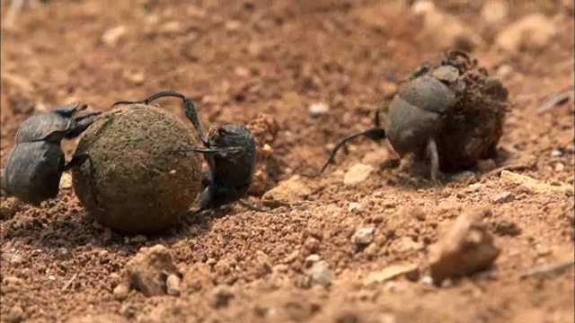 蜣螂滚粪(Sisyphus Schaefferi濒危物种之一)视频素材