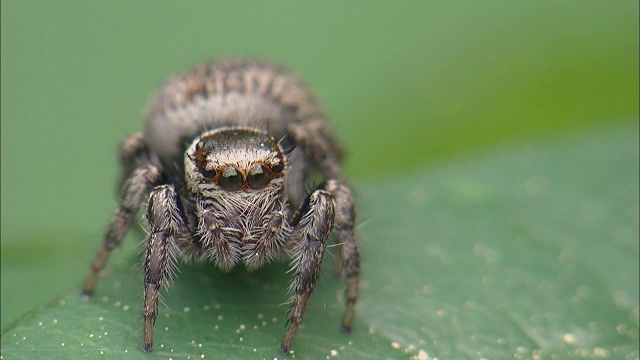 叶上的雌Salticidae视频素材